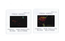 Load image into Gallery viewer, Fresh Horses, 1988 Press Kit
