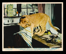 Load image into Gallery viewer, Born Free, 1966
